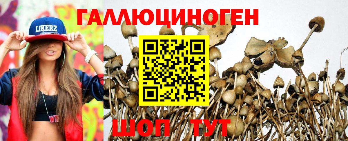 Владикавказ  Галлюциногенные грибы Cubensis  Вход с VPN 